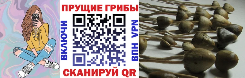 Псилоцибиновые грибы Cubensis  Меленки 